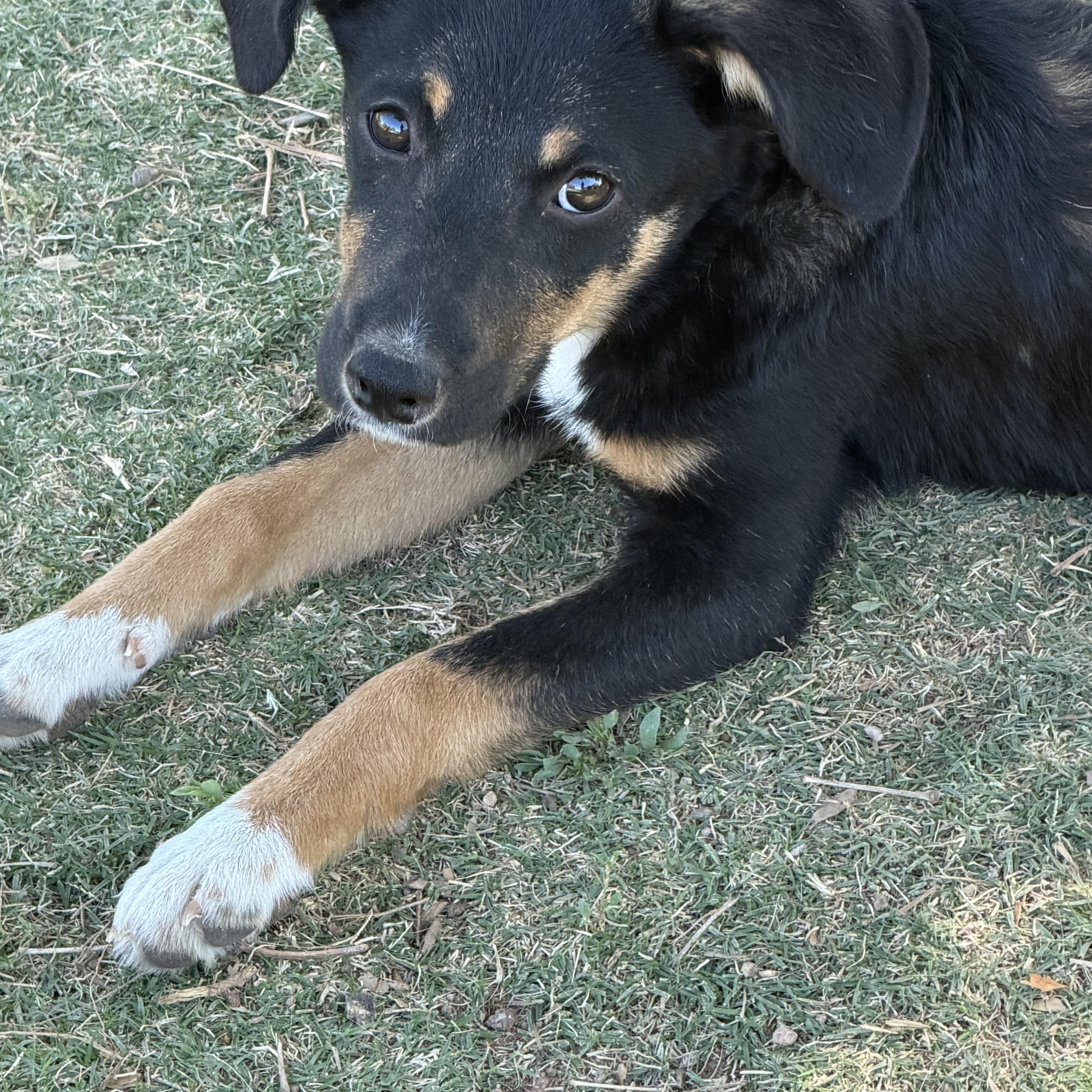 Gretel, ADOPTABLE, Puppy Female Australian Kelpie & Australian Shepherd.