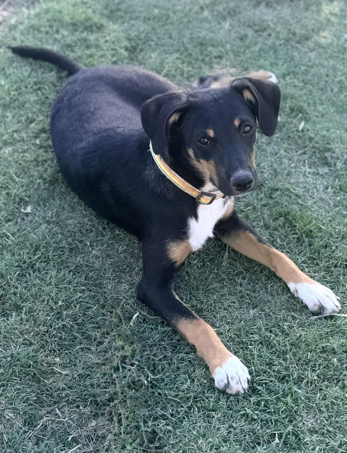Enlarge Gretel, a ADOPTABLE mixed breed in Gilbert, AZ image 1/6