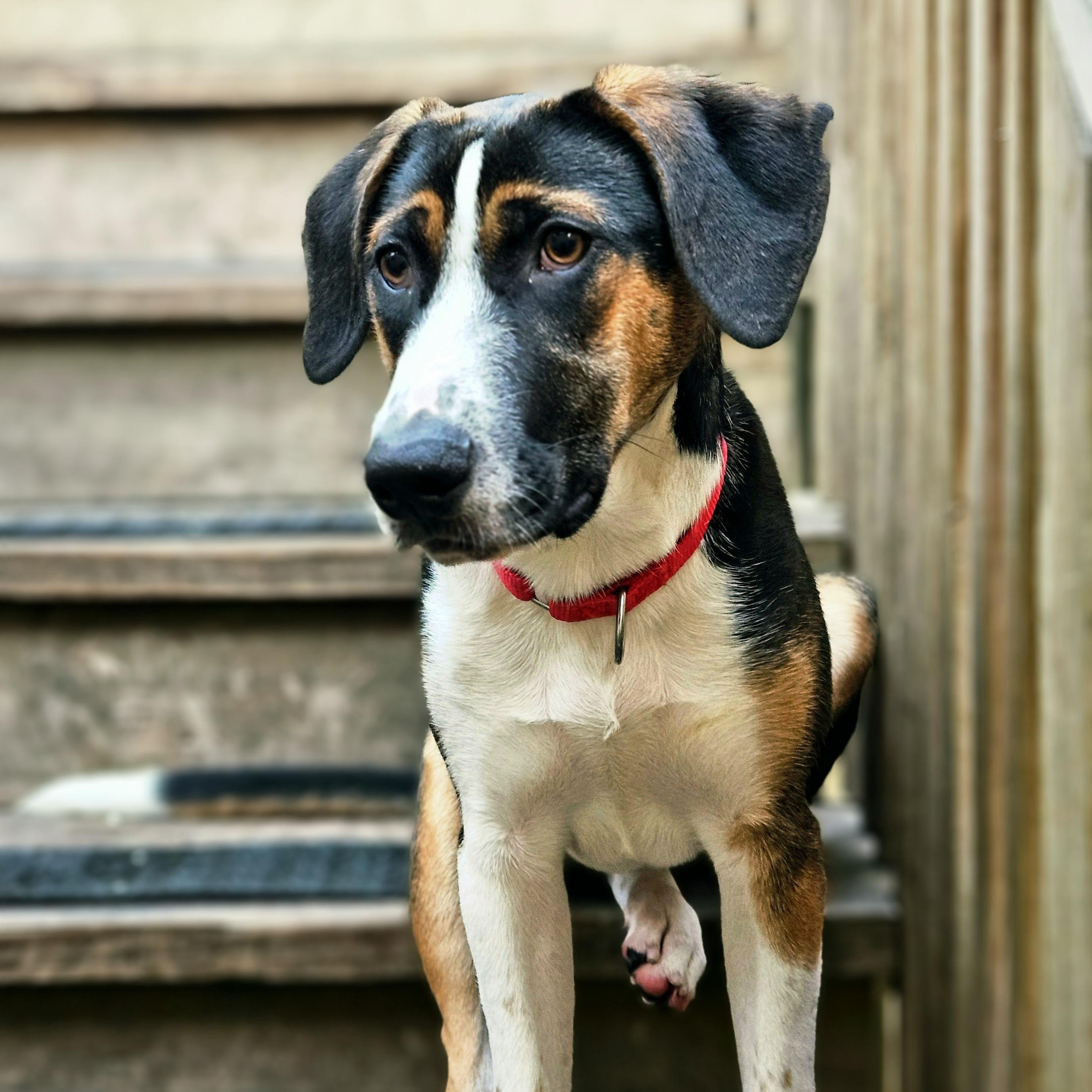 Enlarge Shiloh (ADOPTED!), a Adoptable mixed breed in Chicago, IL image 4/6