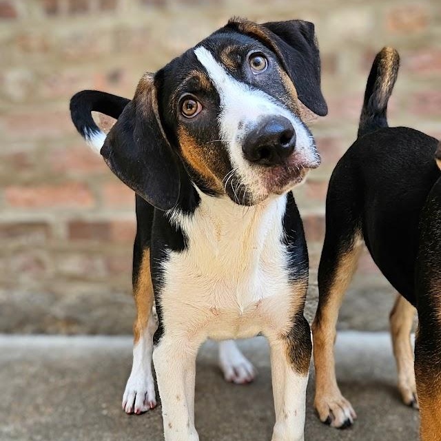 Enlarge Shiloh (ADOPTED!), a Adoptable mixed breed in Chicago, IL image 3/6