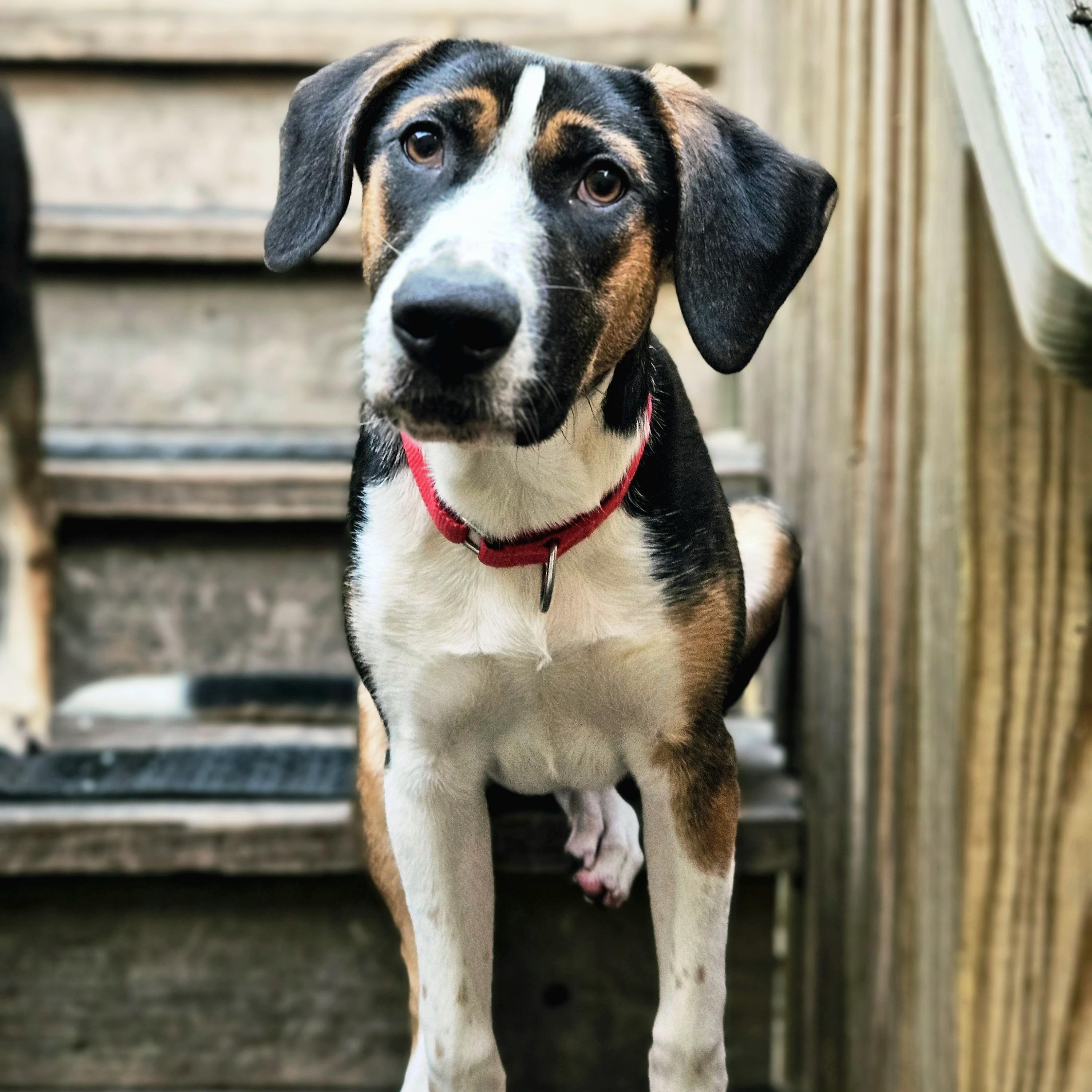 Enlarge Shiloh (ADOPTED!), a Adoptable mixed breed in Chicago, IL image 1/6