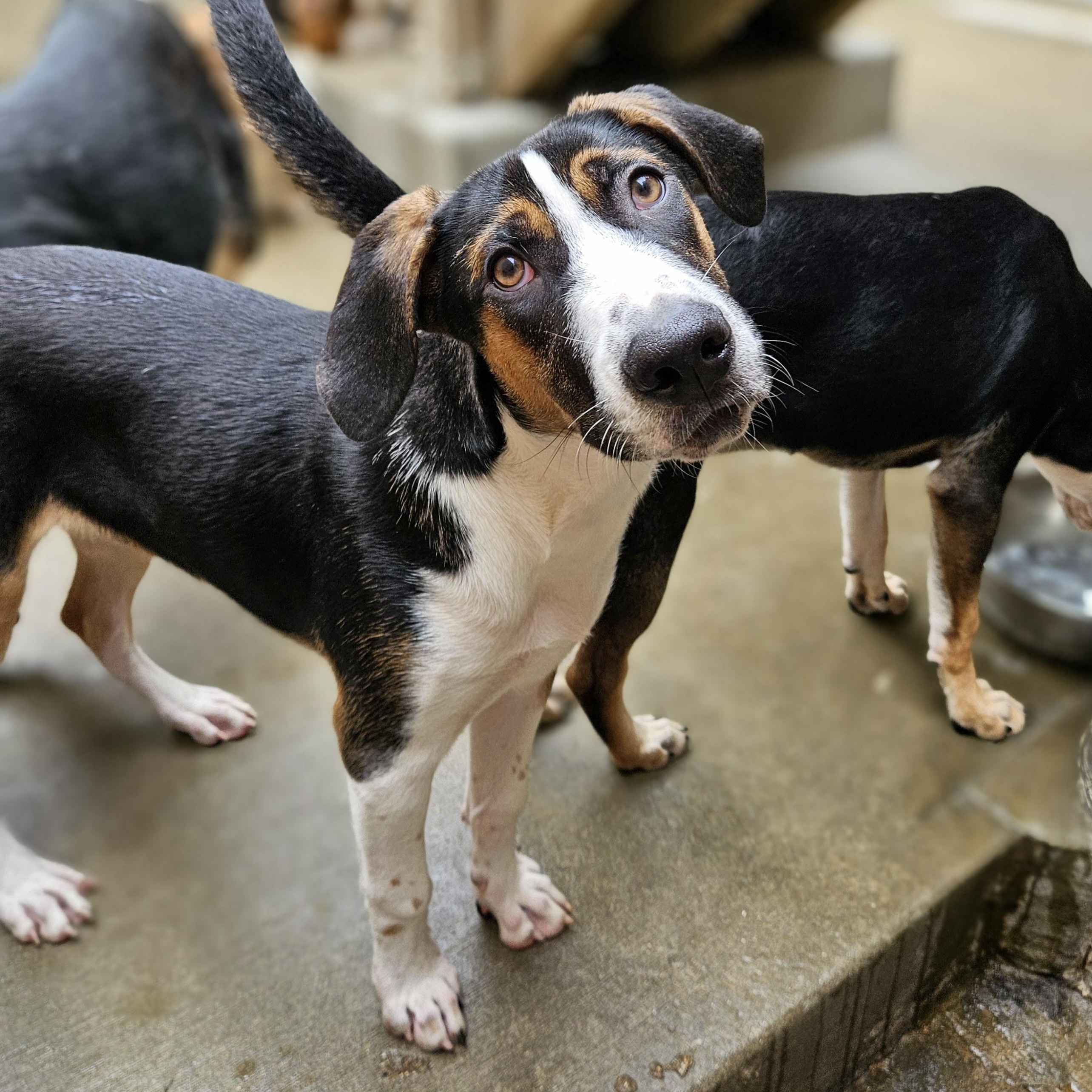 Enlarge Shiloh (ADOPTED!), a Adoptable mixed breed in Chicago, IL image 5/6