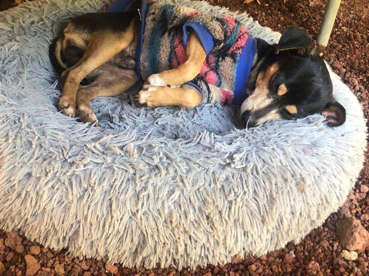 Zander, a Adoptable mixed breed in Sherwood, OR image 5/5