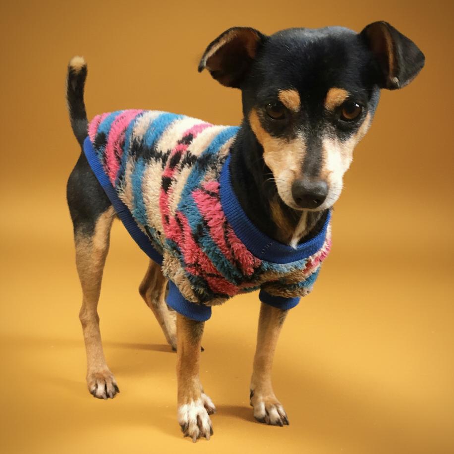 Zander, Adoptable, Adult Male Miniature Pinscher & Chihuahua.