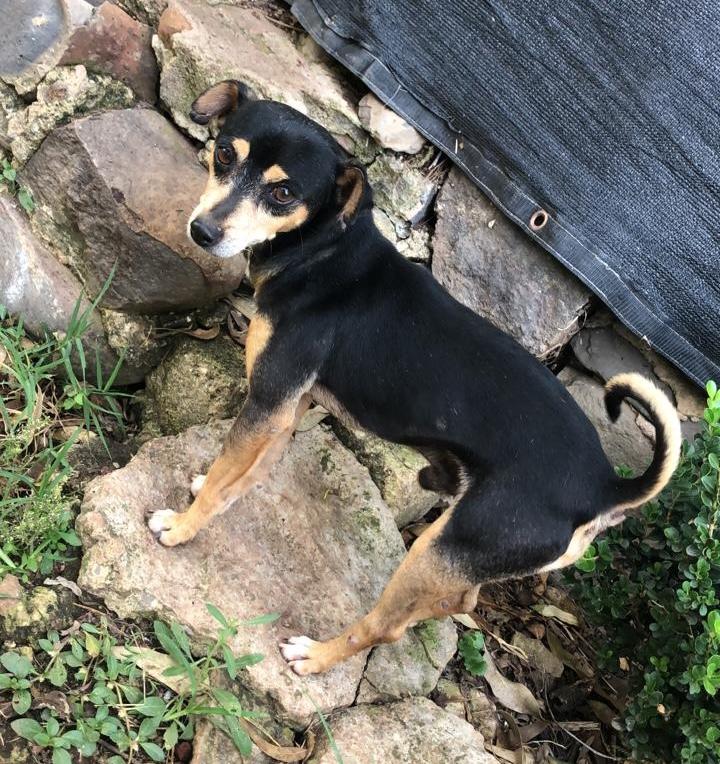 Zander, a Adoptable mixed breed in Sherwood, OR image 3/5