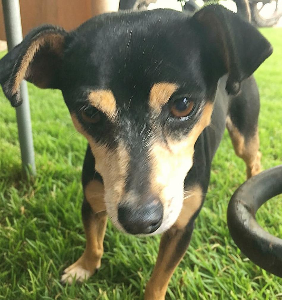 Zander, a Adoptable mixed breed in Sherwood, OR image 4/5