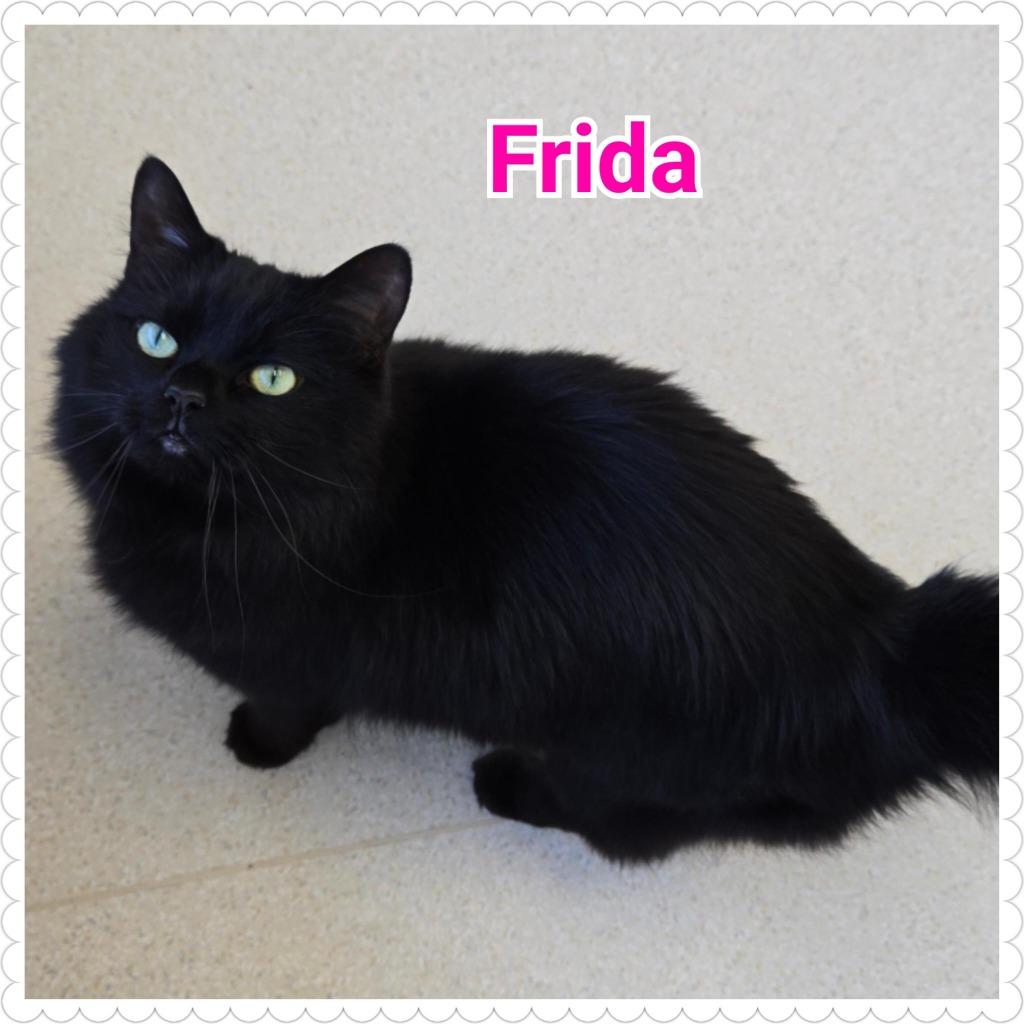 Frida (fka Onyx), Adopted, Adult Female Domestic Long Hair.