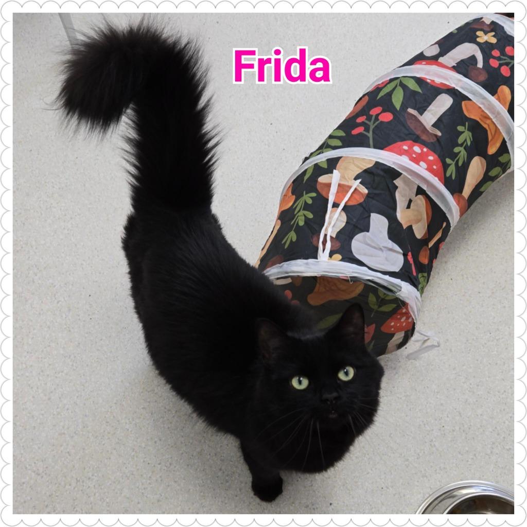 Frida (fka Onyx), a Adopted mixed breed in North Saint Paul, MN image 2/6