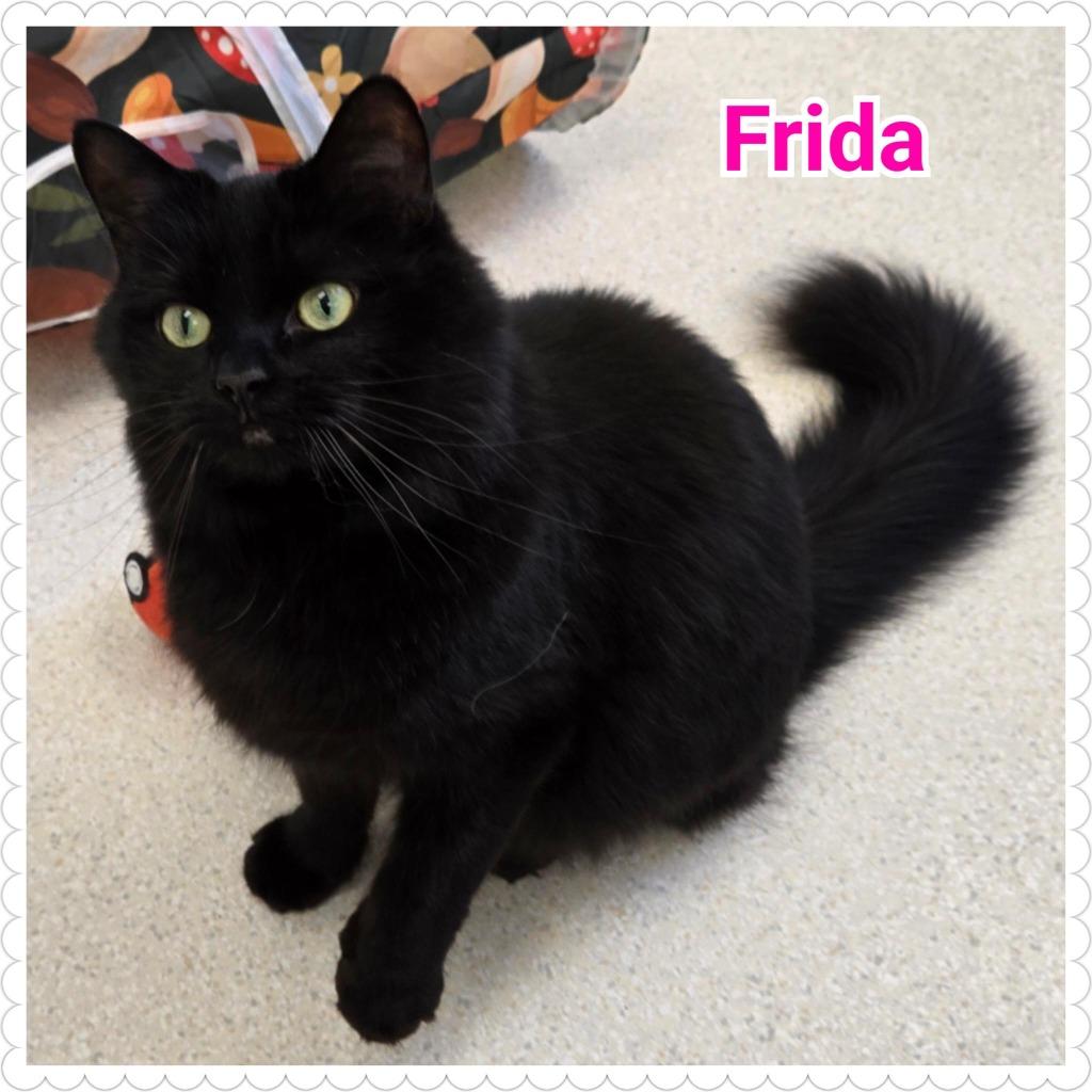 Frida (fka Onyx), a Adopted mixed breed in North Saint Paul, MN image 3/6