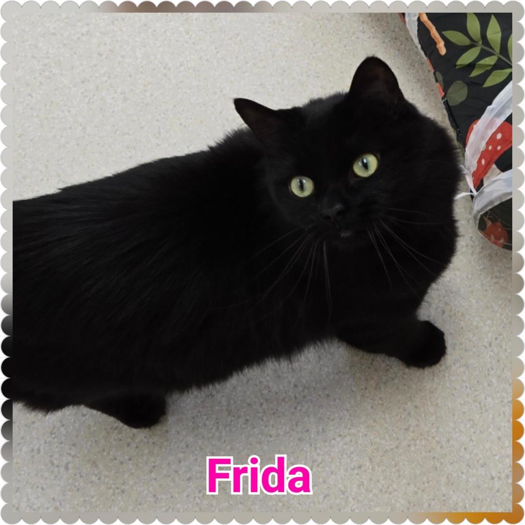Frida (fka Onyx), a Adopted mixed breed in North Saint Paul, MN image 4/6