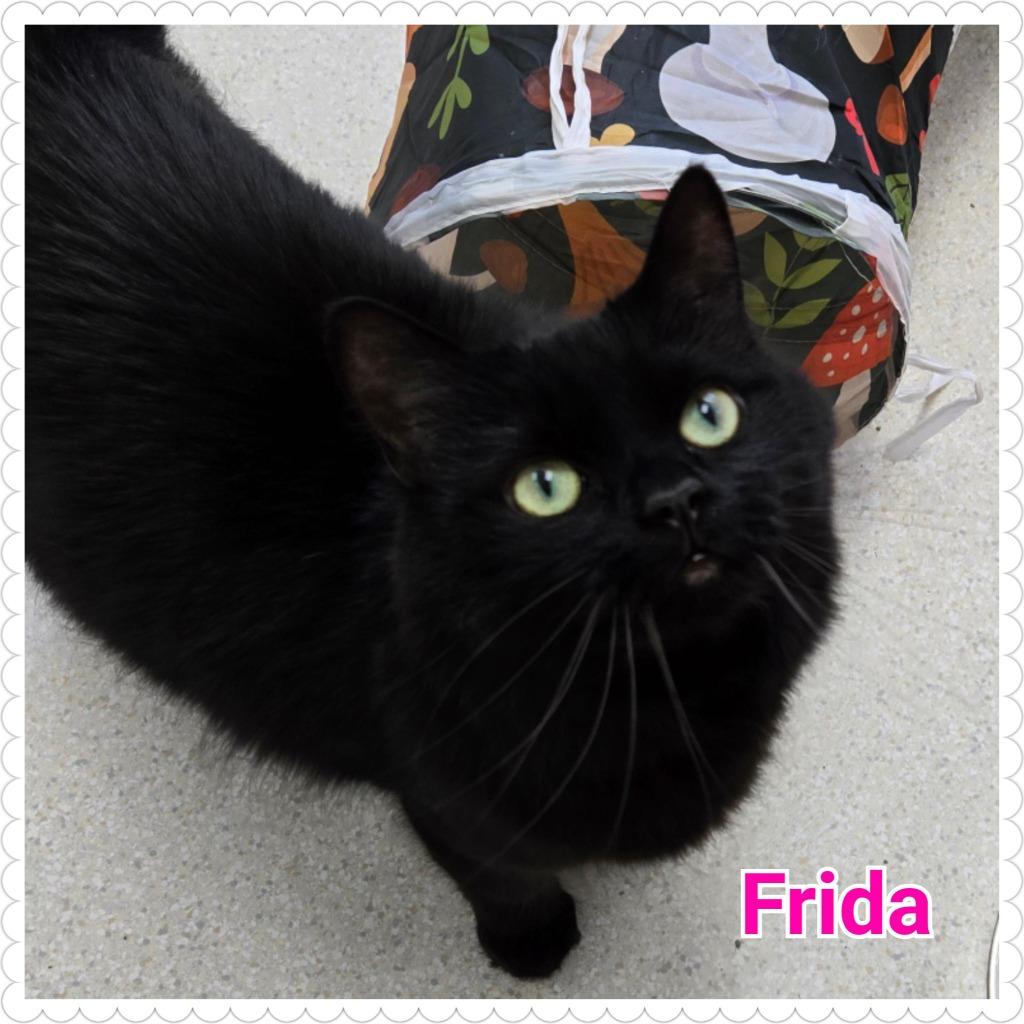 Frida (fka Onyx), a Adopted mixed breed in North Saint Paul, MN image 5/6