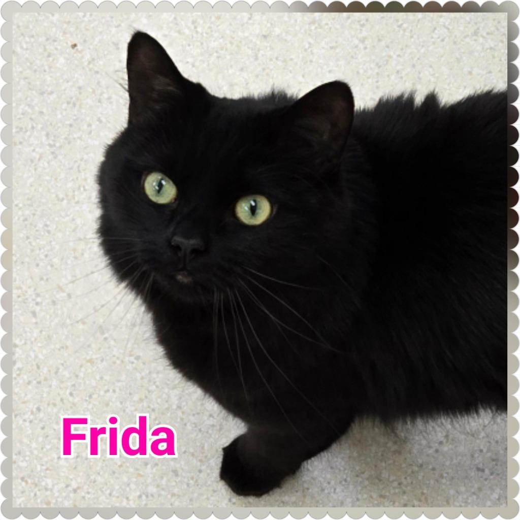 Frida (fka Onyx), a Adopted mixed breed in North Saint Paul, MN image 6/6