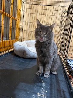 Stephan, a Adoptable Domestic Medium Hair in Nutley, NJ image 1/8
