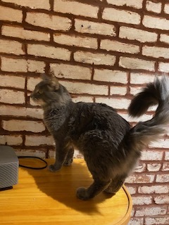 Stephan, a Adoptable Domestic Medium Hair in Nutley, NJ image 2/8