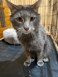 Stephan, a Adoptable Domestic Medium Hair in Nutley, NJ image 3/8