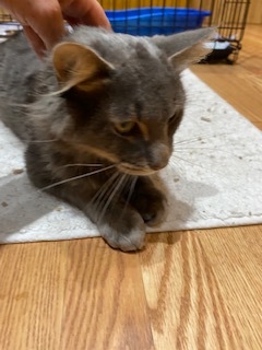 Stephan, a Adoptable Domestic Medium Hair in Nutley, NJ image 4/8