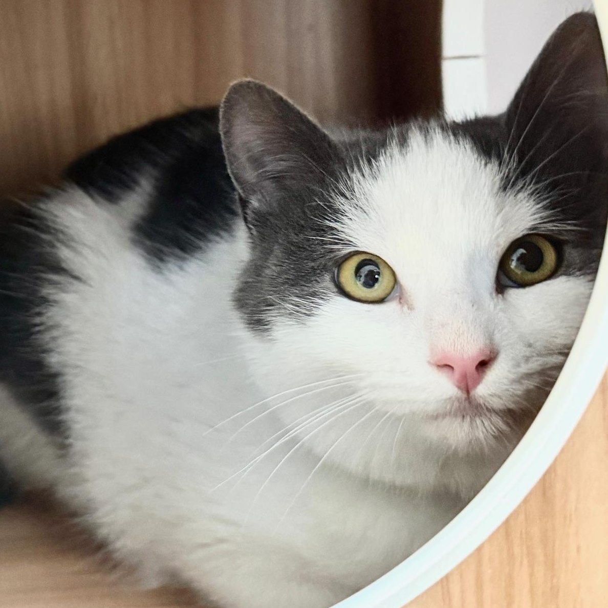 Aspen, ADOPTABLE, Kitten Male American Shorthair.