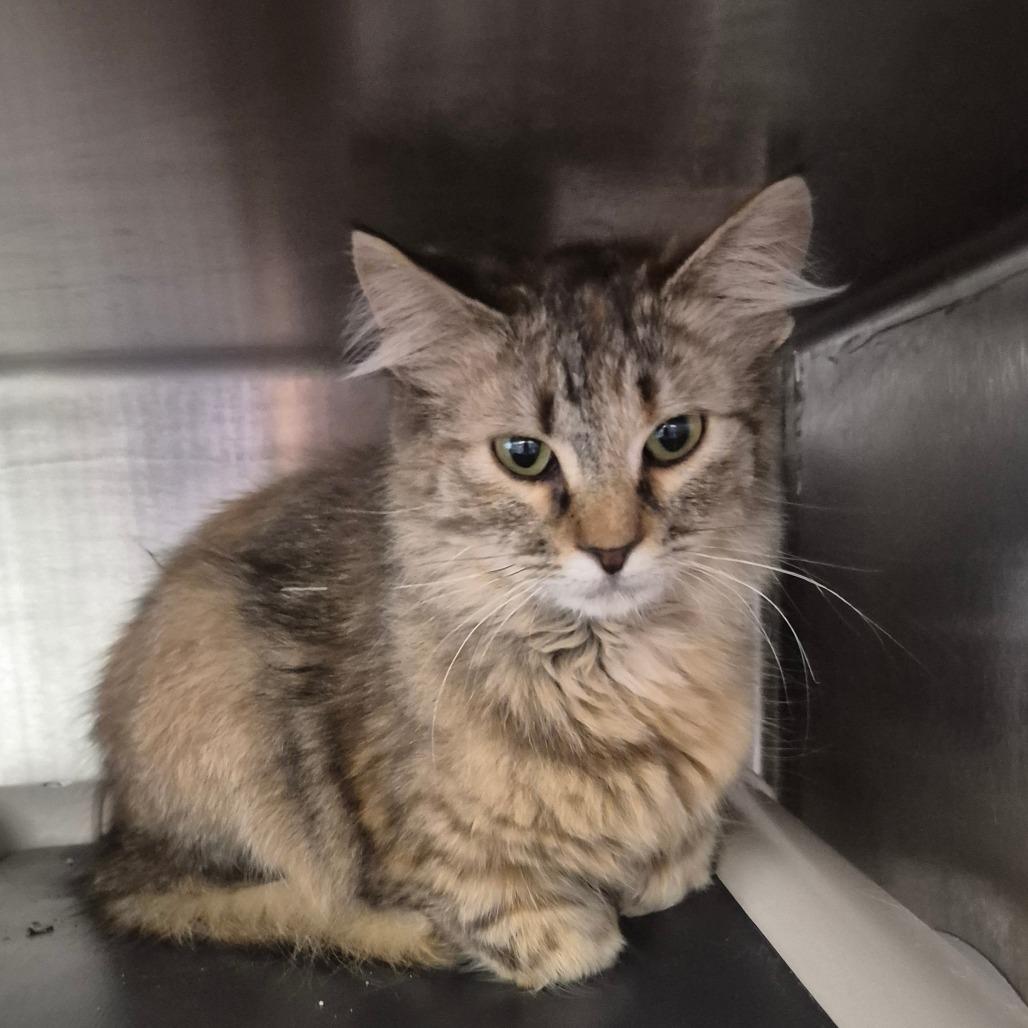 Pawnee, Adoptable, Young Female Domestic Long Hair.