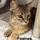 Enlarge Pawnee, a Adoptable Domestic Long Hair in Kingman, KS image 2/2