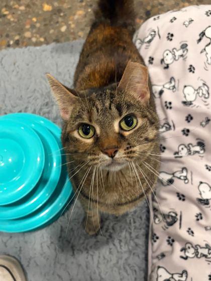 Enlarge Blaze, a Adoptable Domestic Short Hair in Louisville, KY image 1/2