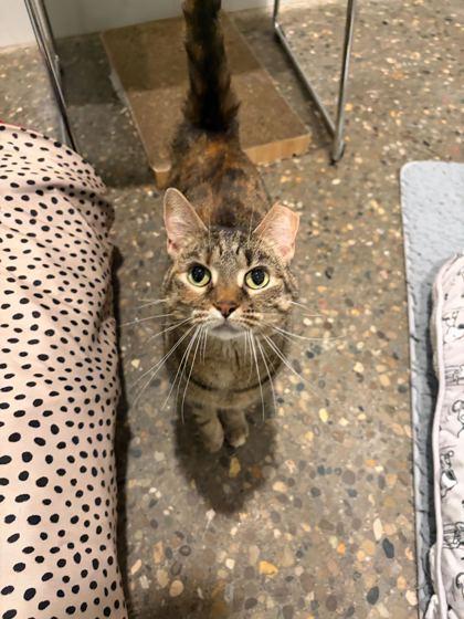 Enlarge Blaze, a Adoptable Domestic Short Hair in Louisville, KY image 2/2