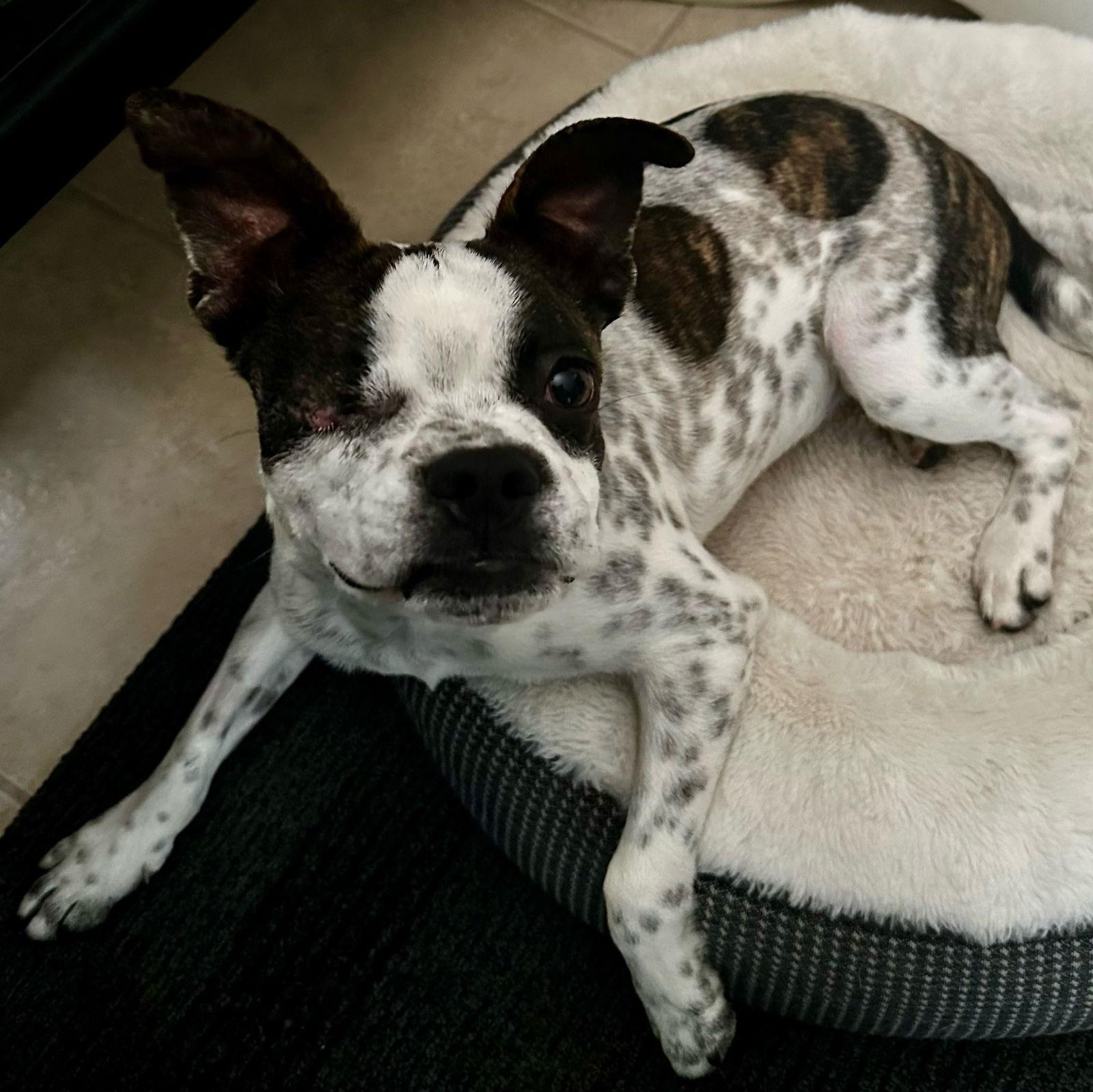 Nacho & Libre, Adopted, Young Male Boston Terrier.