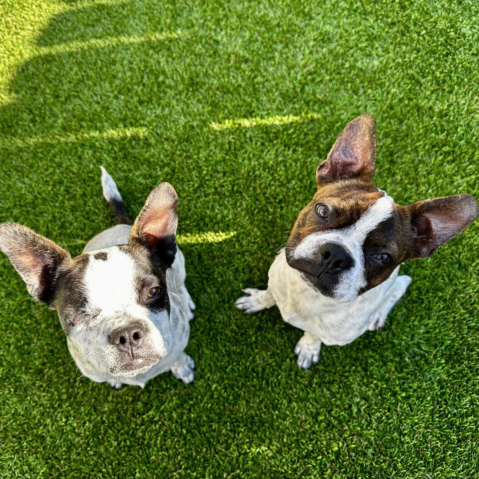 Enlarge Nacho & Libre, a Adopted Boston Terrier in Huntington Beach, CA image 2/3