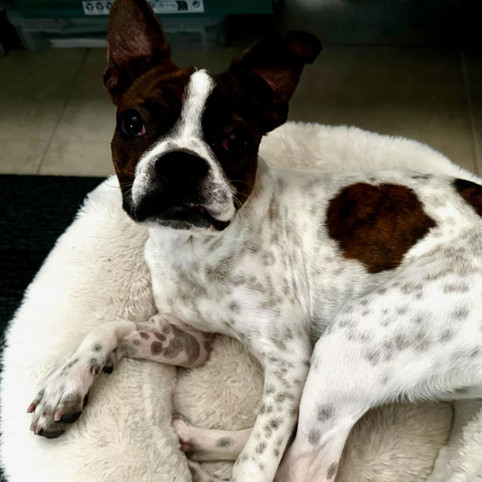 Enlarge Nacho & Libre, a Adopted Boston Terrier in Huntington Beach, CA image 3/3