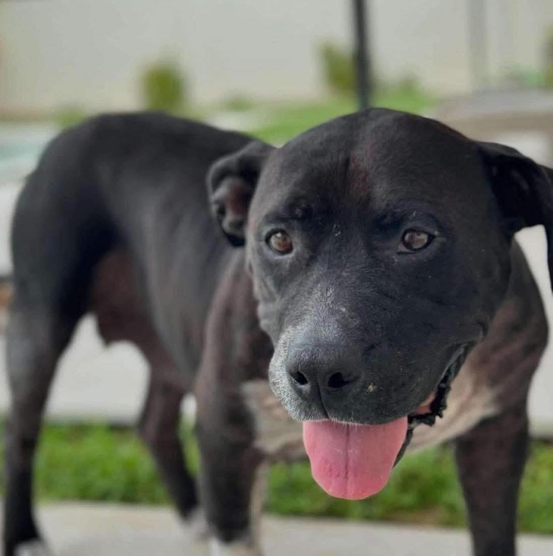 Enlarge Rhinestone, a Adoptable Pit Bull Terrier in Gilbert, AZ image 2/6