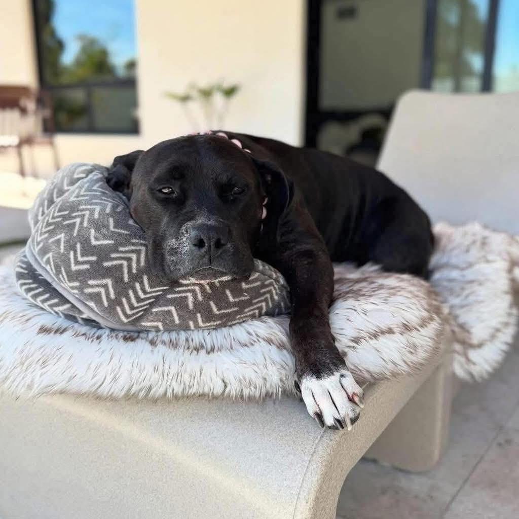 Enlarge Rhinestone, a Adoptable Pit Bull Terrier in Gilbert, AZ image 4/6