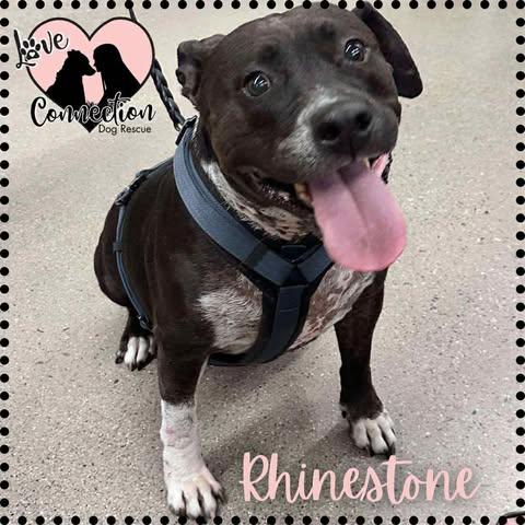 Rhinestone, Adoptable, Adult Female Pit Bull Terrier.