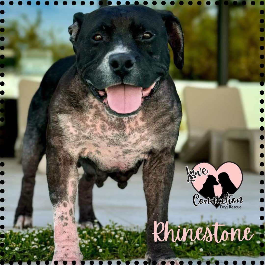 Enlarge Rhinestone, a Adoptable Pit Bull Terrier in Gilbert, AZ image 5/6