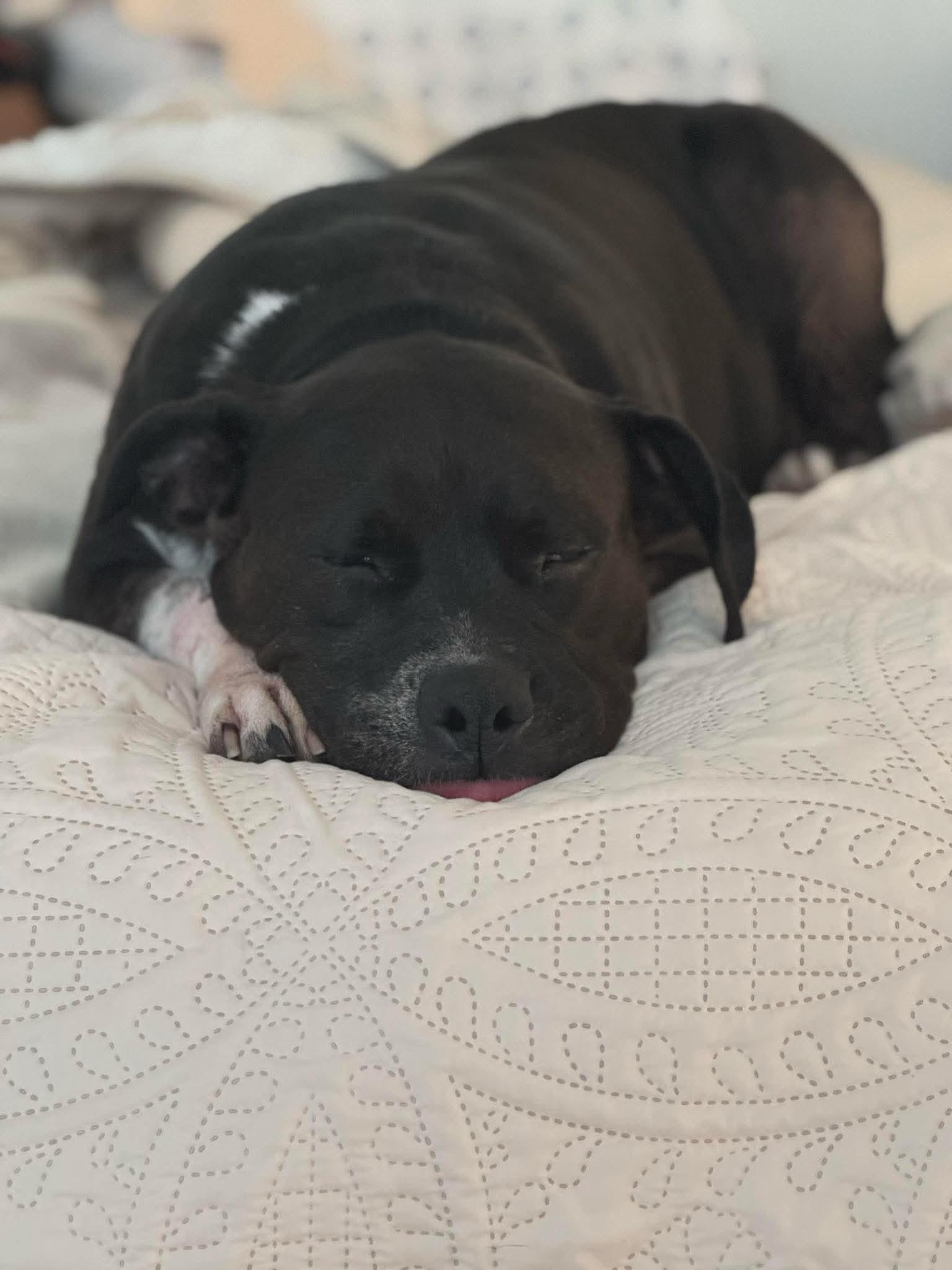 Enlarge Rhinestone, a Adoptable Pit Bull Terrier in Gilbert, AZ image 6/6