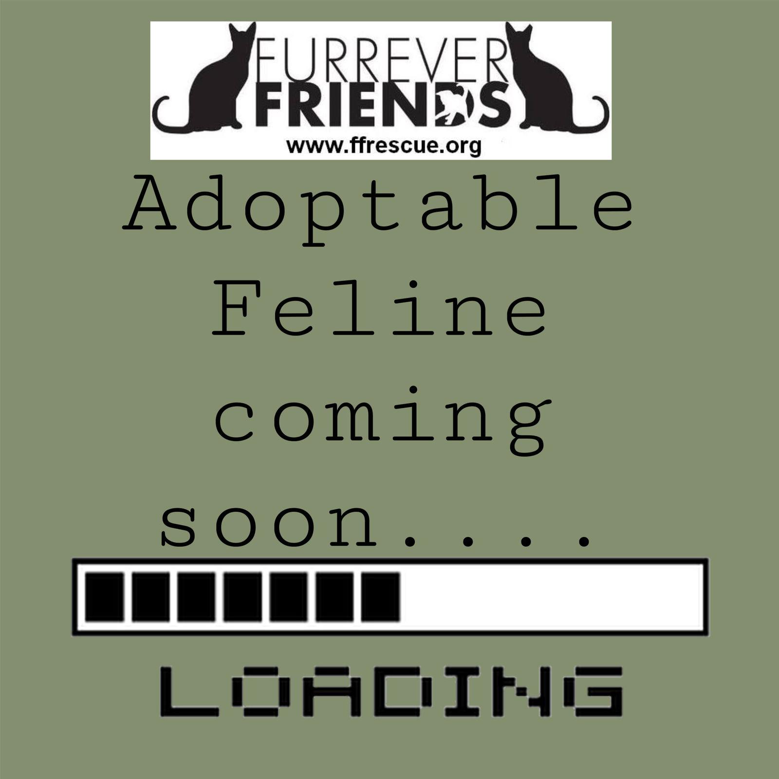 Enlarge Bishop, a Adoptable Domestic Short Hair in Woodbury, NJ image 1/2