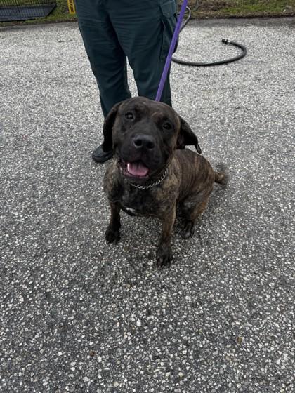 Enlarge Peppermint, a ADOPTABLE mixed breed in Inverness, FL image 1/1