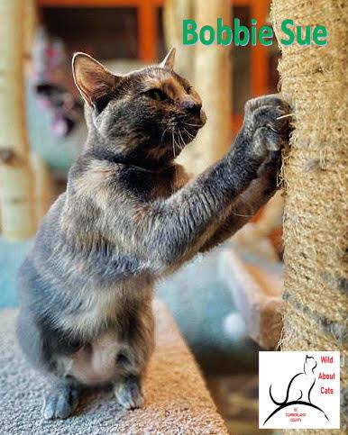 Bobby Sue, Adoptable, Young Female Domestic Short Hair.