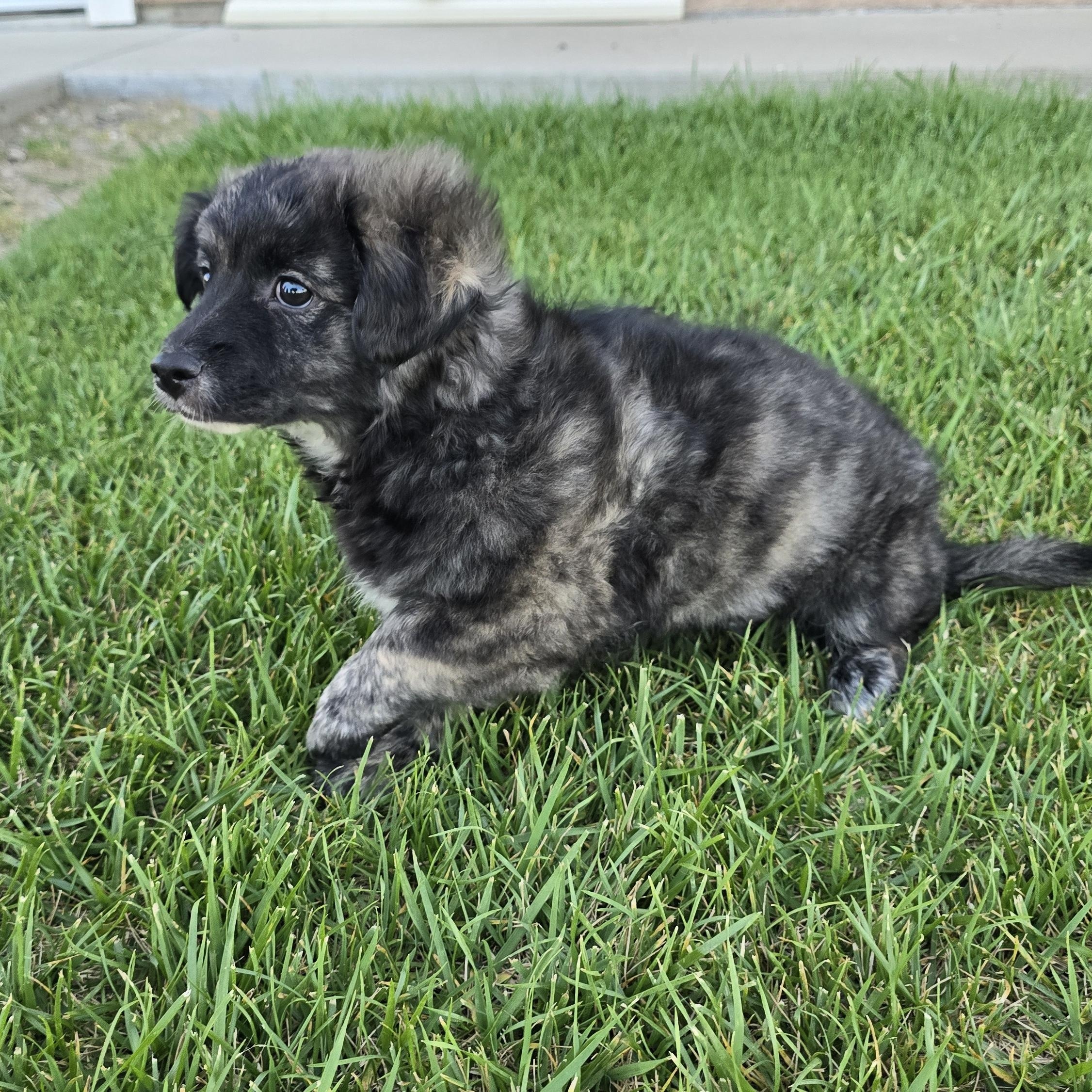 Enlarge Handsome, an adopted mixed breed in Tracy, CA image 6/6