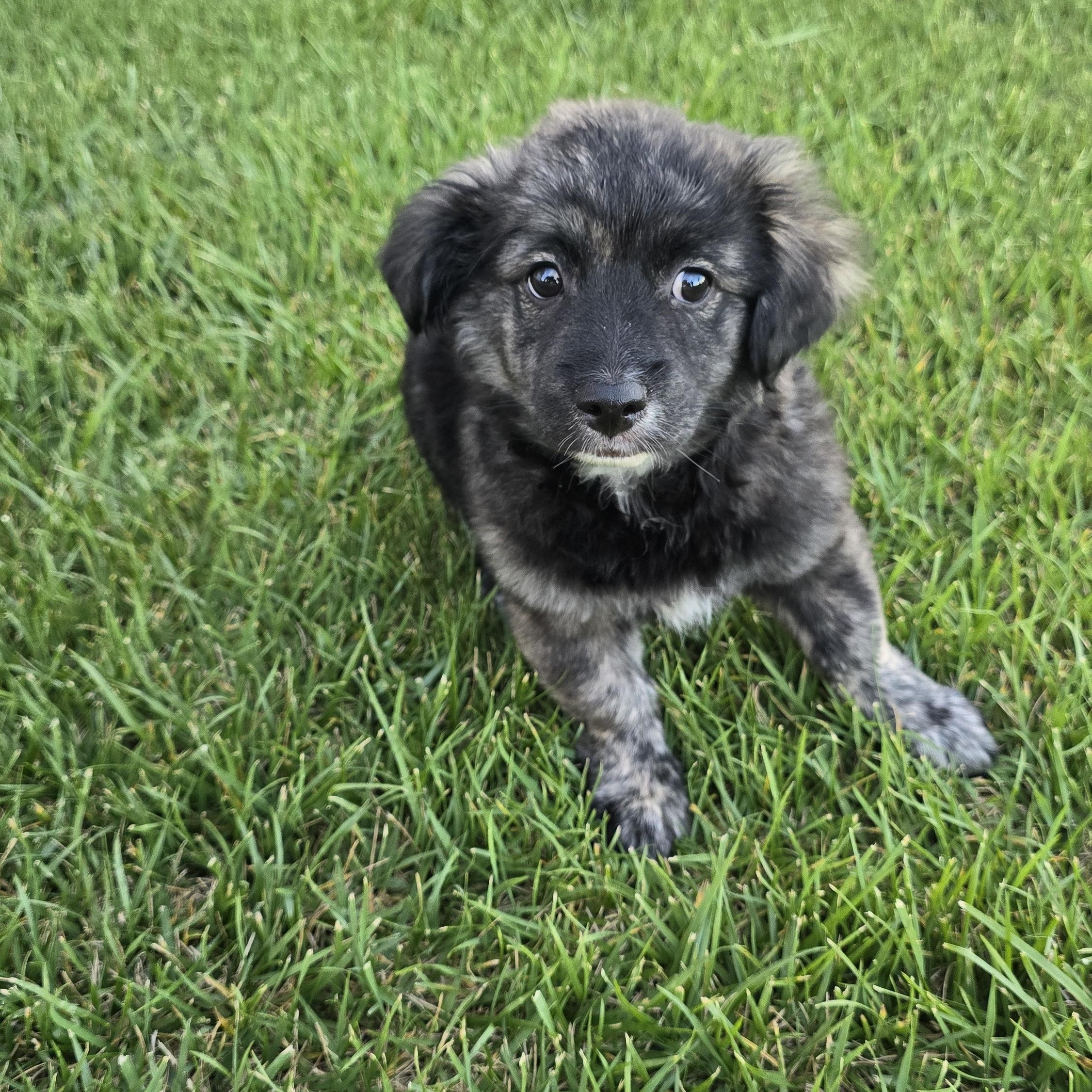 Enlarge Handsome, an adopted mixed breed in Tracy, CA image 5/6