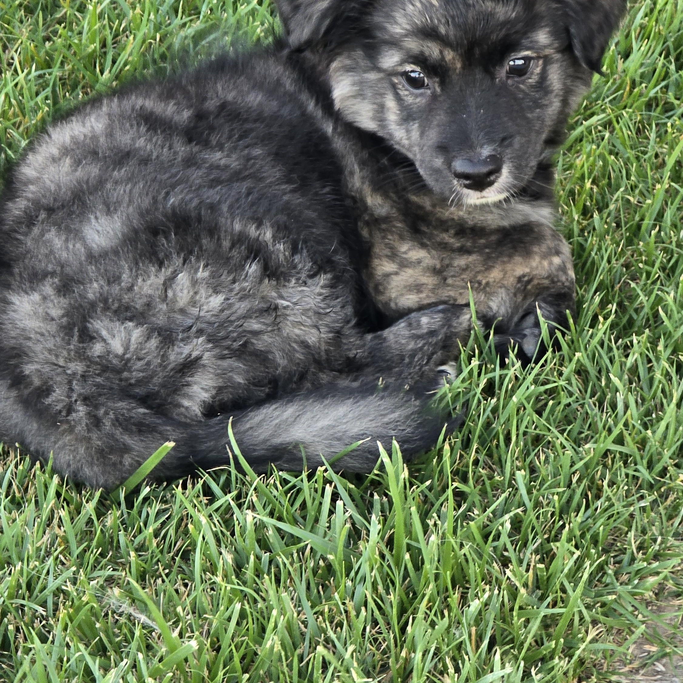 Enlarge Handsome, an adopted mixed breed in Tracy, CA image 3/6