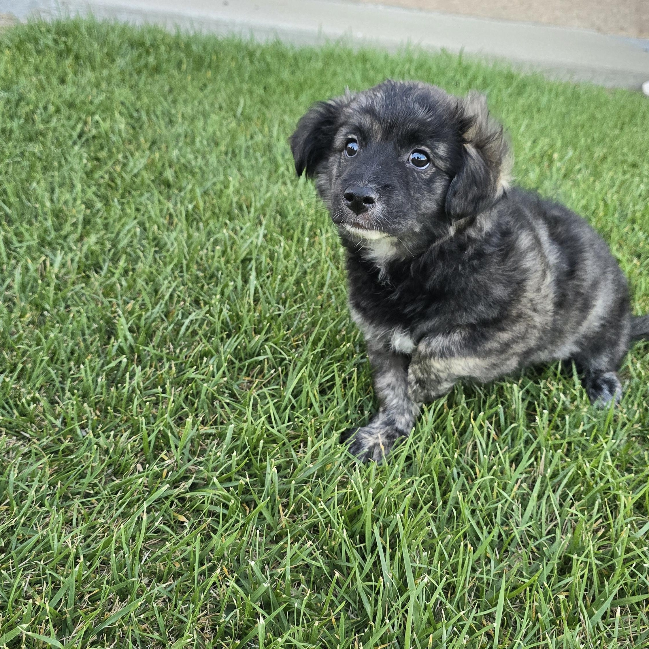 Enlarge Handsome, an adopted mixed breed in Tracy, CA image 4/6