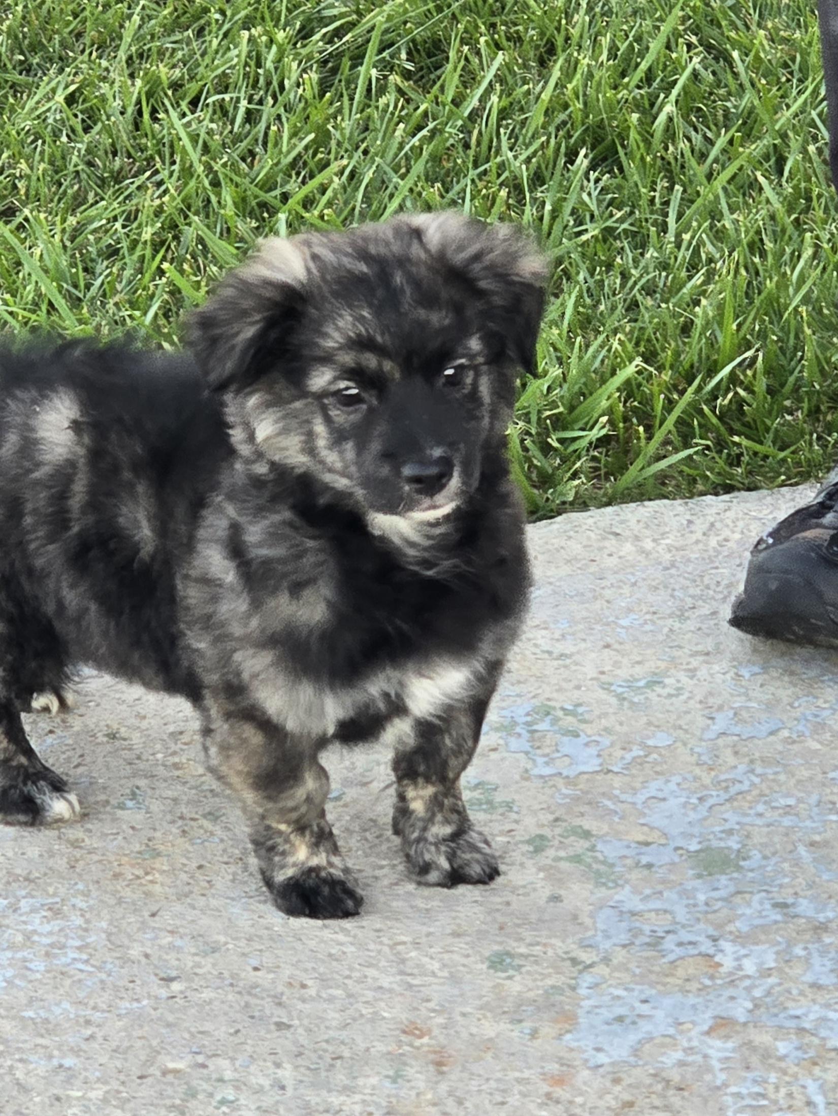 Handsome, adopted, Puppy Male Terrier.