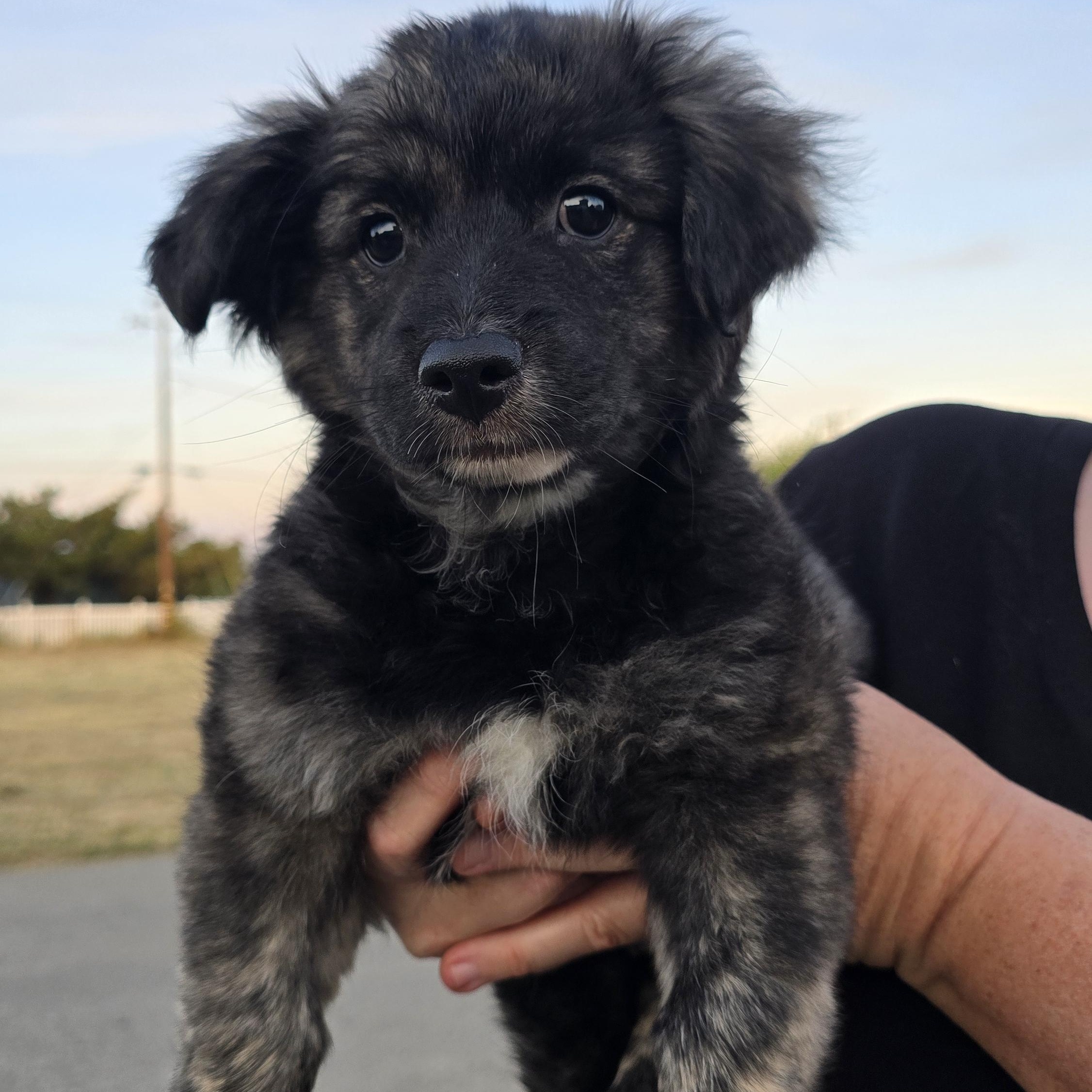 Enlarge Handsome, an adopted mixed breed in Tracy, CA image 2/6