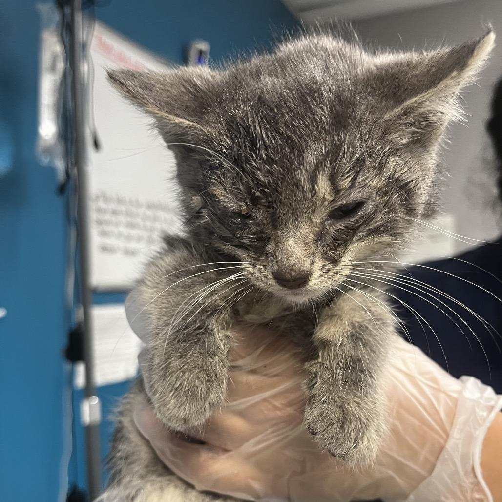 Raina, Adoptable, Kitten Female Domestic Short Hair.