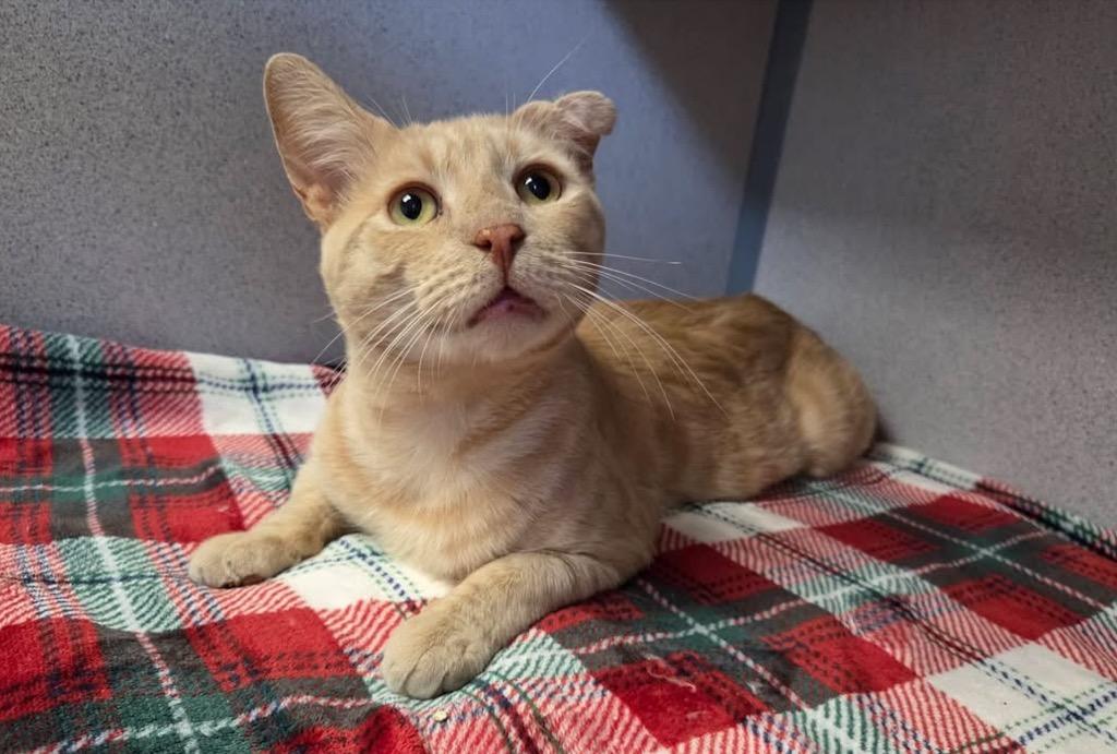Enlarge Curly, a Adoptable mixed breed in Liverpool, NY image 2/2