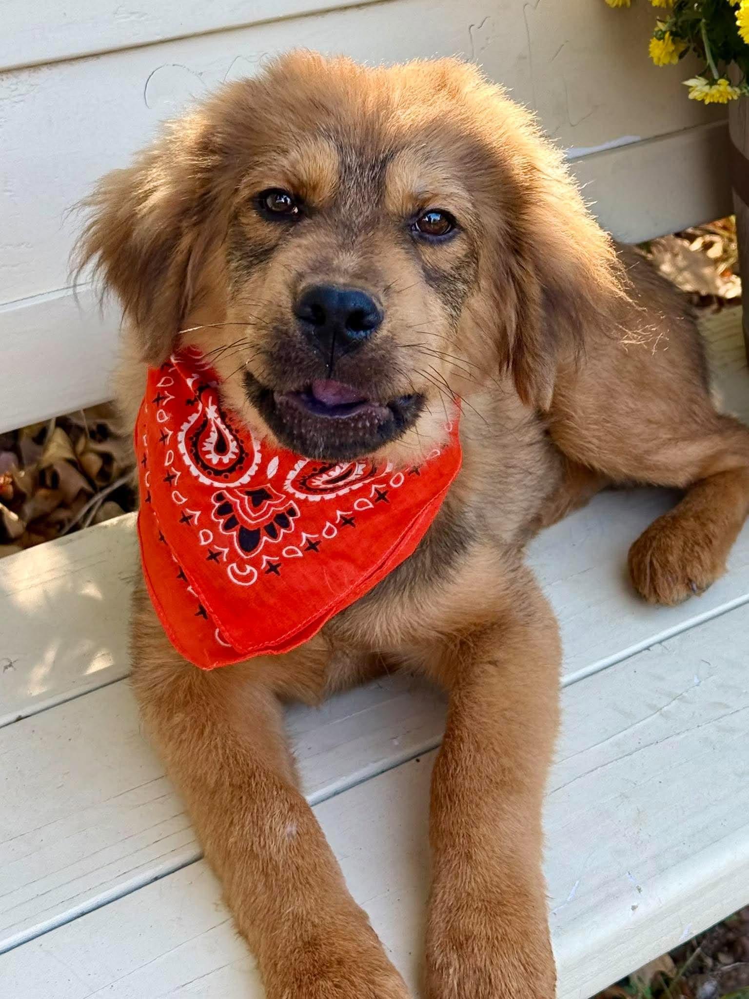 Enlarge Leonardo, a Adoption Pending mixed breed in Tulsa, OK image 5/6