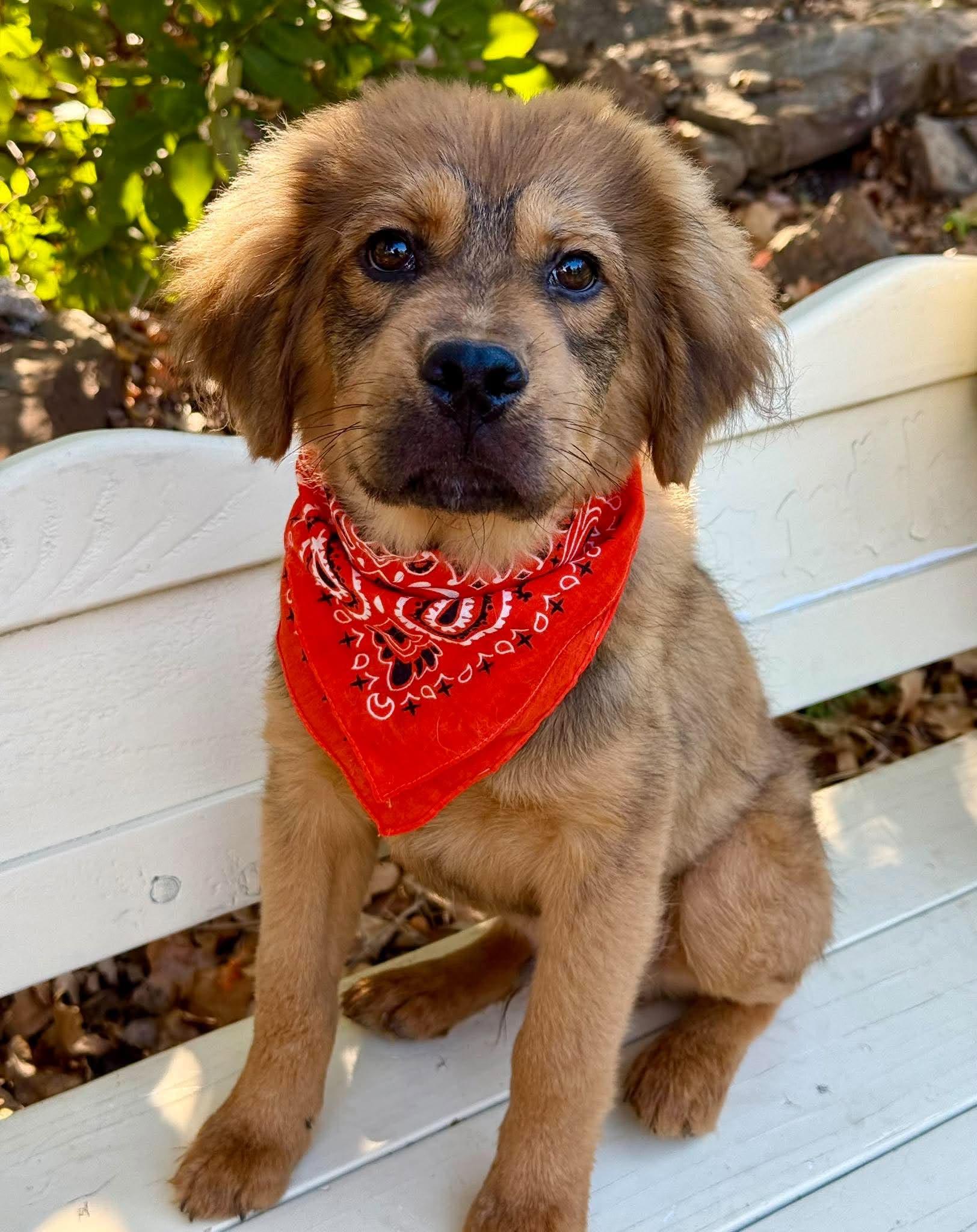 Enlarge Leonardo, a Adoption Pending mixed breed in Tulsa, OK image 1/6