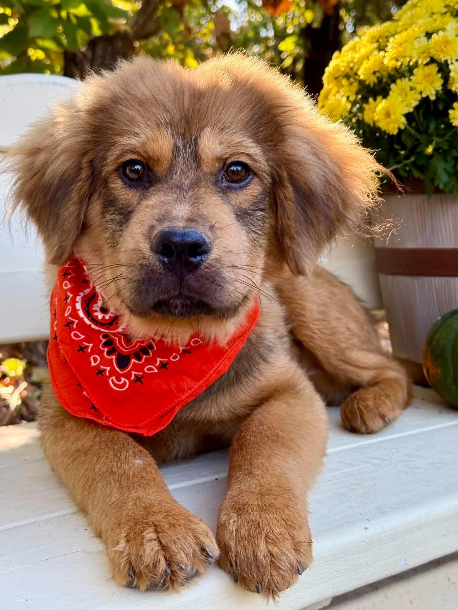 Enlarge Leonardo, a Adoption Pending mixed breed in Tulsa, OK image 3/6