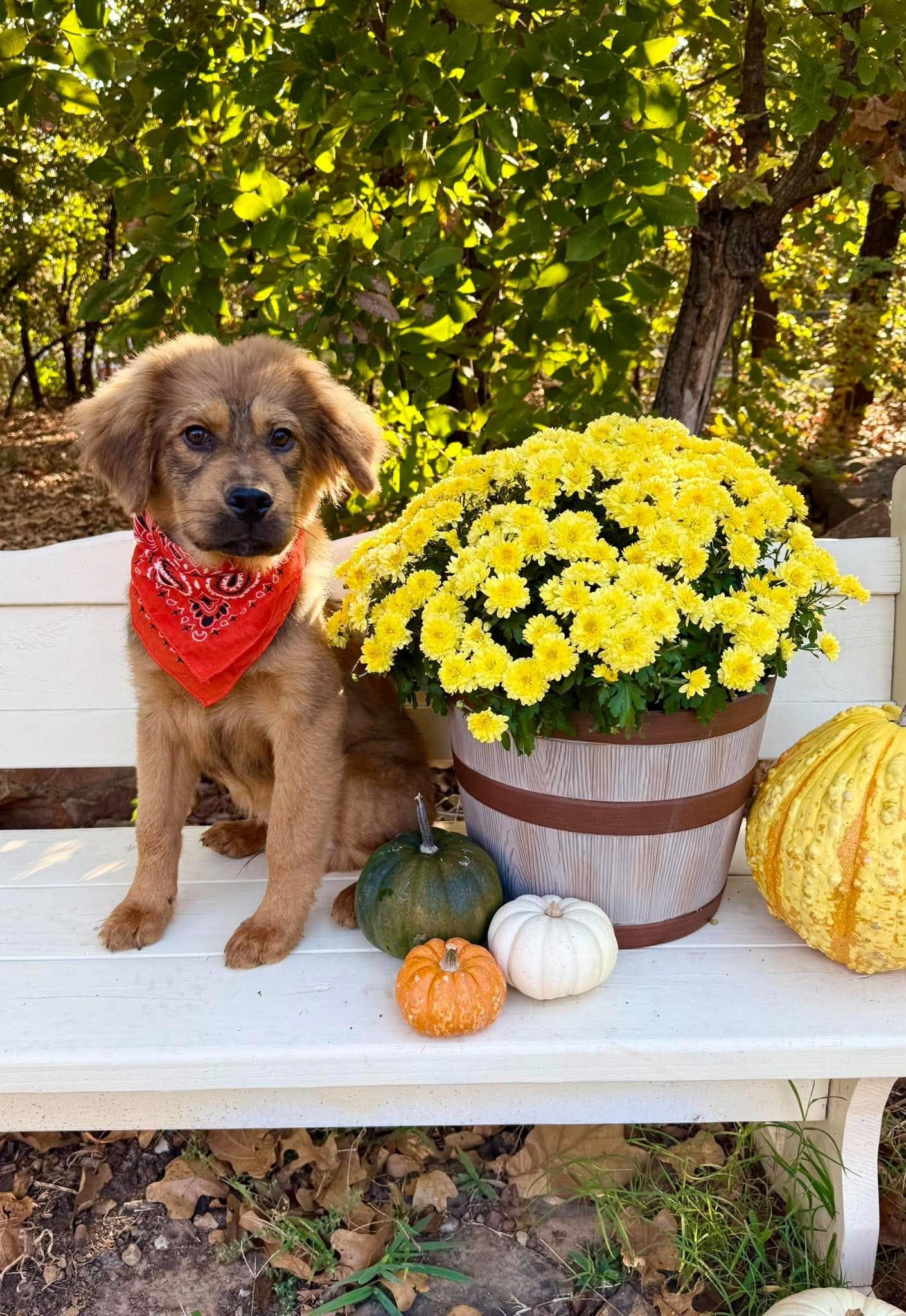 Enlarge Leonardo, a Adoption Pending mixed breed in Tulsa, OK image 6/6