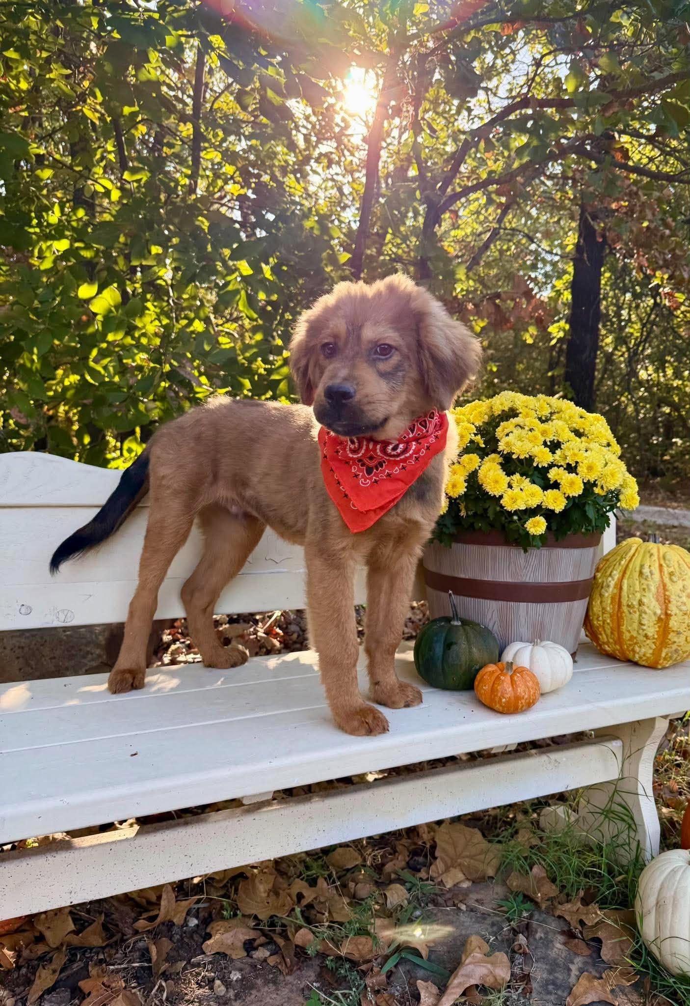 Enlarge Leonardo, a Adoption Pending mixed breed in Tulsa, OK image 2/6