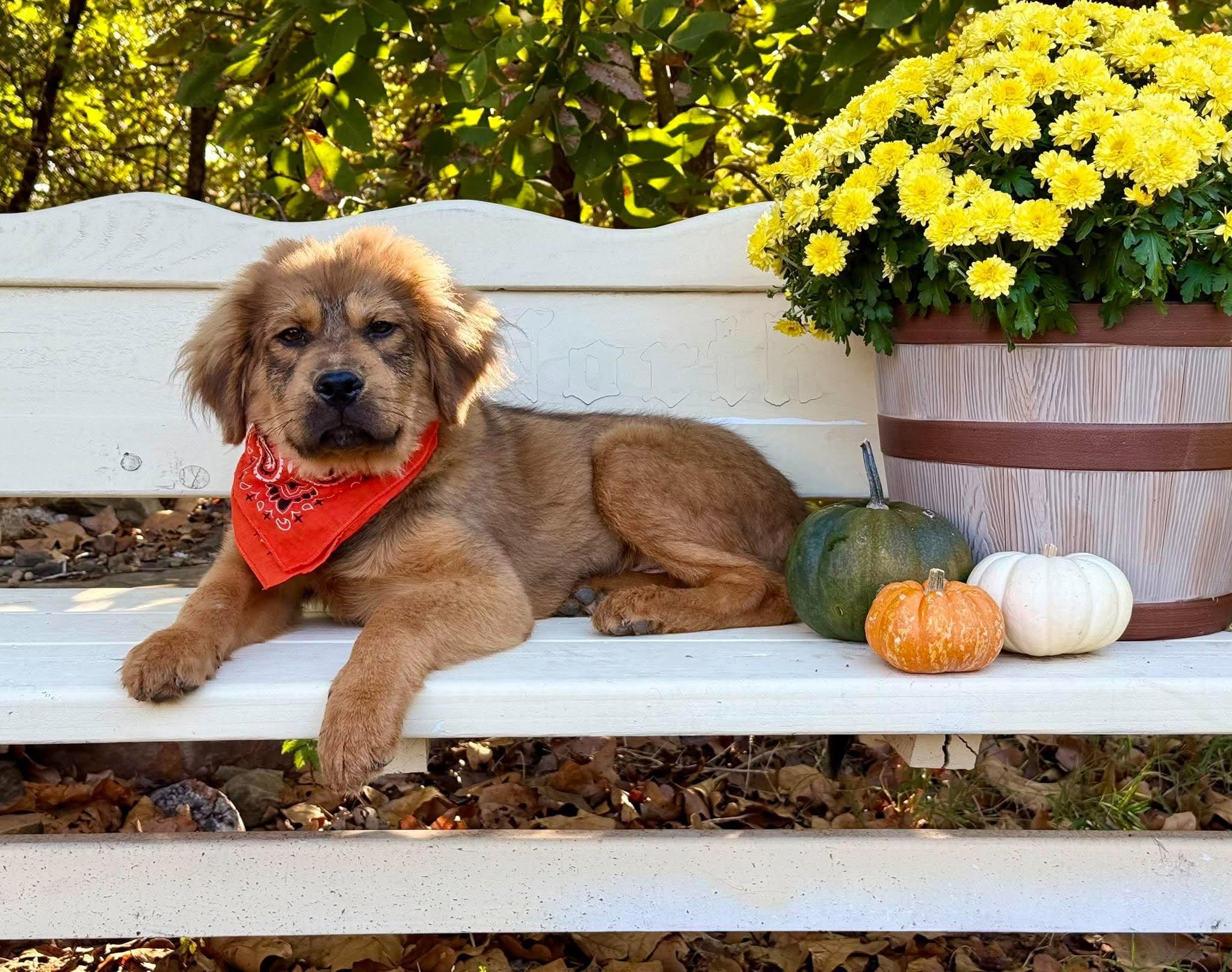 Enlarge Leonardo, a Adoption Pending mixed breed in Tulsa, OK image 4/6